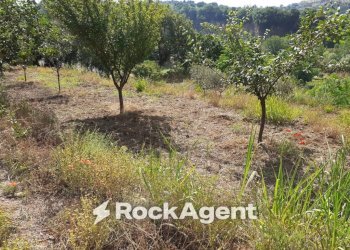 Terreno - Terreno agricolo contrada Mortella, Marcellinara - foto 20