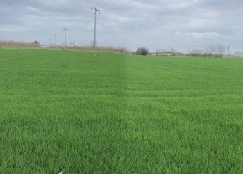 Terreno - Building land via Grazia Deledda, Canneto sull'Oglio - photo 1