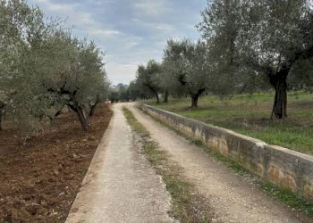 Terreno - Rustic SP 45, Moscufo - photo 7