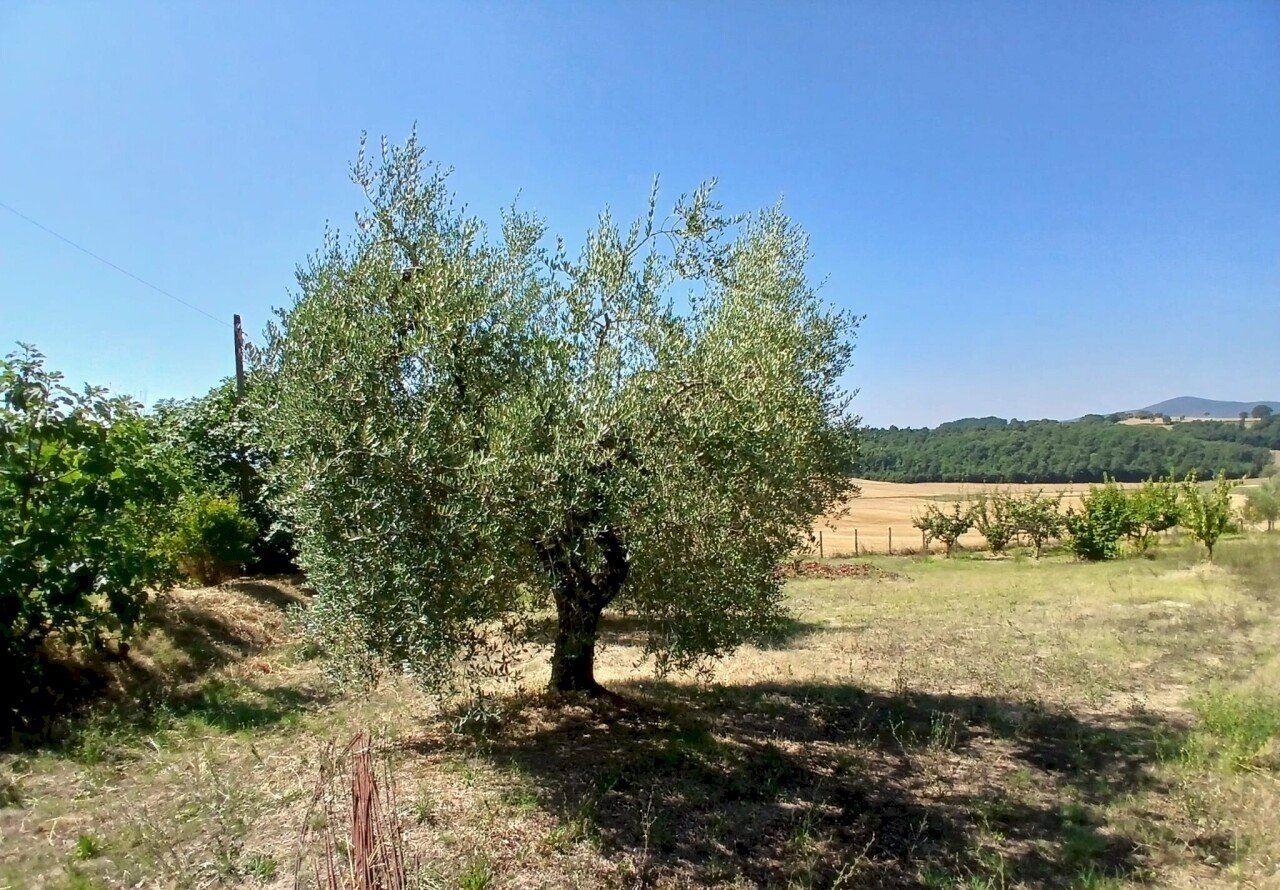 0b6af480-60df-428b-a1da-3d9f377d9c14 - Rustic Vocabolo Merolfo, Montecastrilli - photo 3