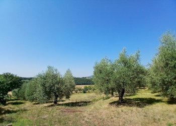 0b2cbb35-5eeb-4b33-9fa9-af26b1cfbd09 - Rustic Vocabolo Merolfo, Montecastrilli - photo 2