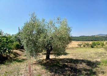 0b6af480-60df-428b-a1da-3d9f377d9c14 - Rustic Vocabolo Merolfo, Montecastrilli - photo 3