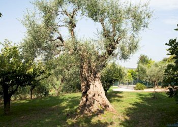 _MG_7058.jpg - Villa Via della Carletta, Rimini - photo 24