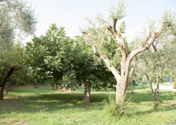 _MG_7080.jpg - Villa Via della Carletta, Rimini - photo 26