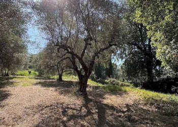 6 - Terreno edificabile Via Colle San Paolo, Montelibretti - foto 6
