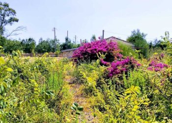 WhatsApp Image 2026-07-31 at 17.15.48 (2) - Agricultural land Lungomare Agnone Bagni, Augusta - photo 18