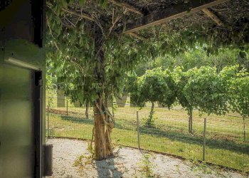 Giardino - Rustic via Ernesto Arduini
 
33, Cavriago - photo 34