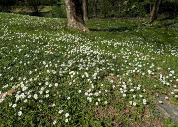 Giardino - Villa via dei geranei
14, Castelletto Sopra Ticino - photo 28