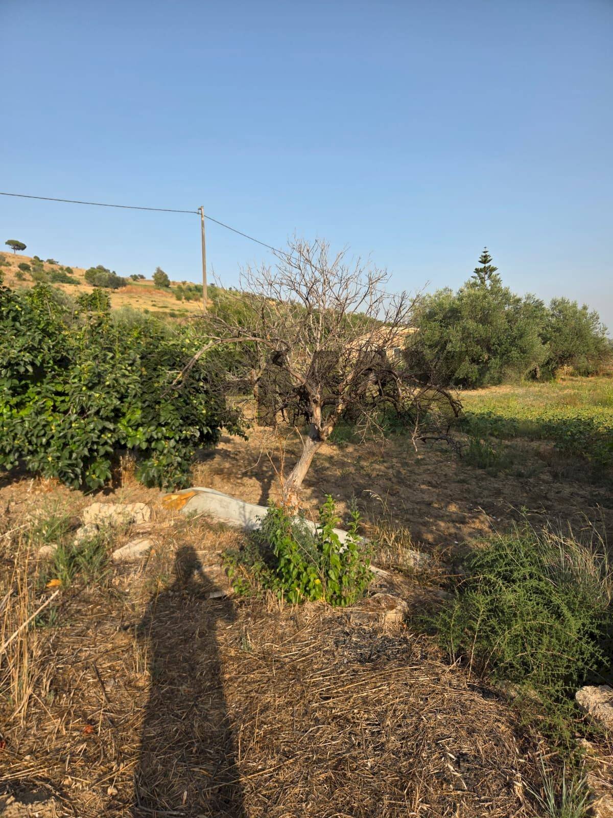 Giardino - Terreno agricolo Via San Nicolò le Canne
 
s.n.c., Caltagirone - foto 1