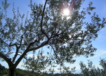 Non correlato - Rustic VIA SAN FORTUNATO
 
9, Assisi - photo 12