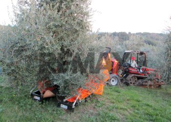 Giardino - Rustic VIA SAN FORTUNATO
 
9, Assisi - photo 17