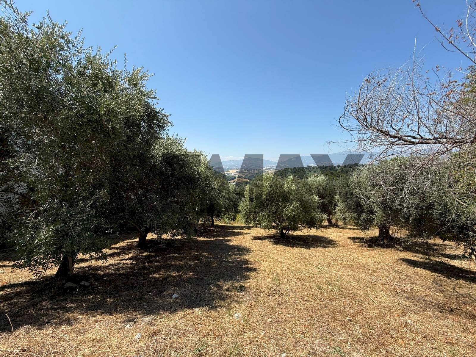 Giardino - Terreno edificabile Salita san Salvatore
51, Rosciano - foto 3