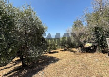 Giardino - Terreno edificabile Salita san Salvatore
51, Rosciano - foto 8