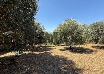 Giardino - Terreno edificabile Salita san Salvatore
51, Rosciano - foto 29