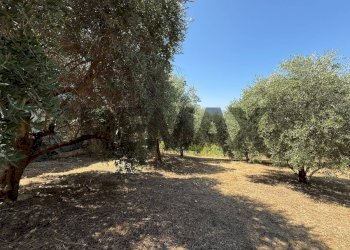 Giardino - Terreno edificabile Salita san Salvatore
51, Rosciano - foto 30
