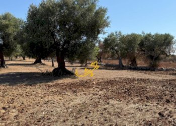 Foto 4 - Rustico Traversa Tratturo Fanelli, Castellana Grotte - foto 4
