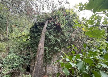 Terreno - Rustico via dei Ciclamini, Genova (zona Quarto) - foto 7