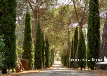 Azienda agricola Via Saragat Giuseppe, Terranuova Bracciolini - foto 5