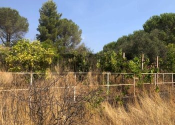 Giardino - Villa Via Rapisarda
 
45, Pedara - photo 25