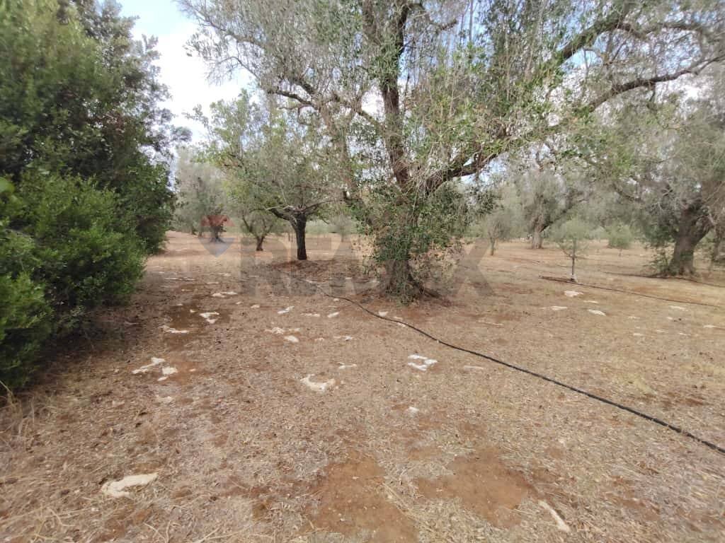 Giardino - Terreno agricolo Contrada Lobello
snc, San Pancrazio Salentino - foto 3