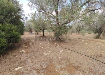 Giardino - Terreno agricolo Contrada Lobello
snc, San Pancrazio Salentino - foto 3