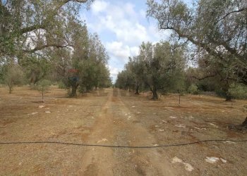 Giardino - Terreno agricolo Contrada Lobello
snc, San Pancrazio Salentino - foto 4