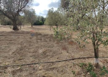 Giardino - Terreno agricolo Contrada Lobello
snc, San Pancrazio Salentino - foto 9