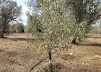 Giardino - Terreno agricolo Contrada Lobello
snc, San Pancrazio Salentino - foto 10