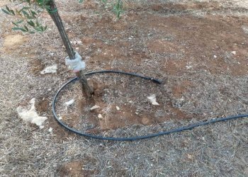 Dettagli - Terreno agricolo Contrada Lobello
snc, San Pancrazio Salentino - foto 11