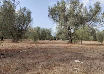 Giardino - Terreno agricolo Contrada Lobello
snc, San Pancrazio Salentino - foto 12