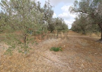 Giardino - Terreno agricolo Contrada Lobello
snc, San Pancrazio Salentino - foto 17