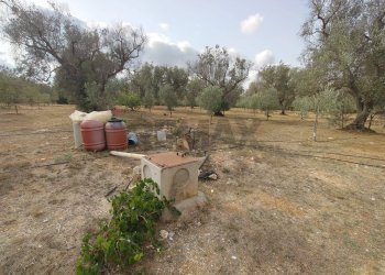 Giardino - Terreno agricolo Contrada Lobello
snc, San Pancrazio Salentino - foto 22