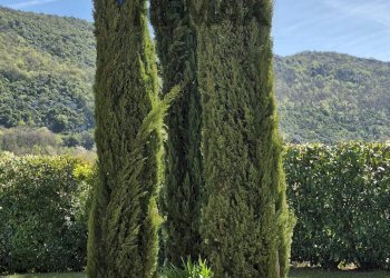 Giardino - Villa via Nuticci
 
SNC, Liberi - photo 65