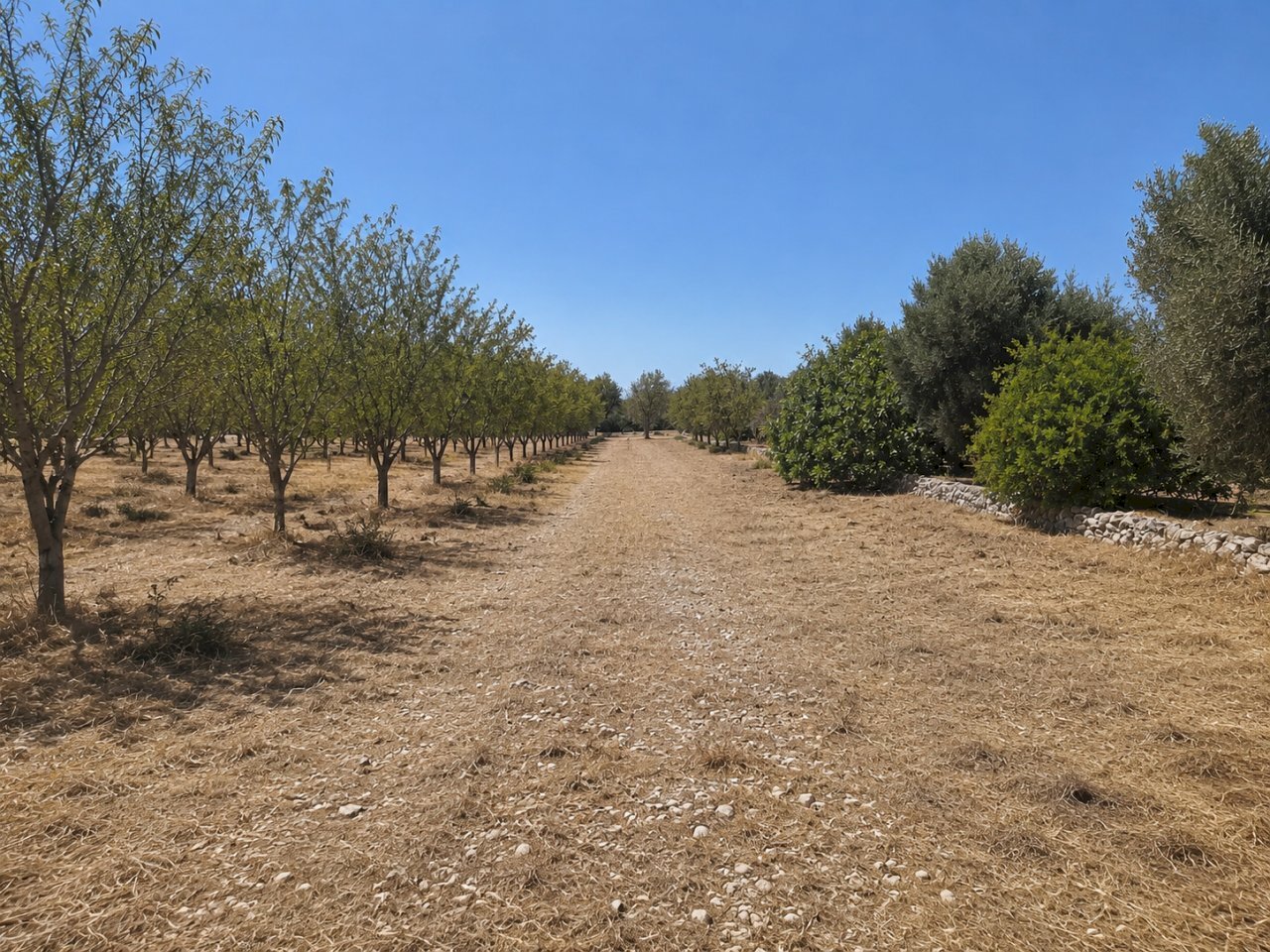 9FFB2D50-90D4-458E-9A3B-E7F36442FE54 - Terreno agricolo Contrada San Benedetto, Ostuni - foto 2