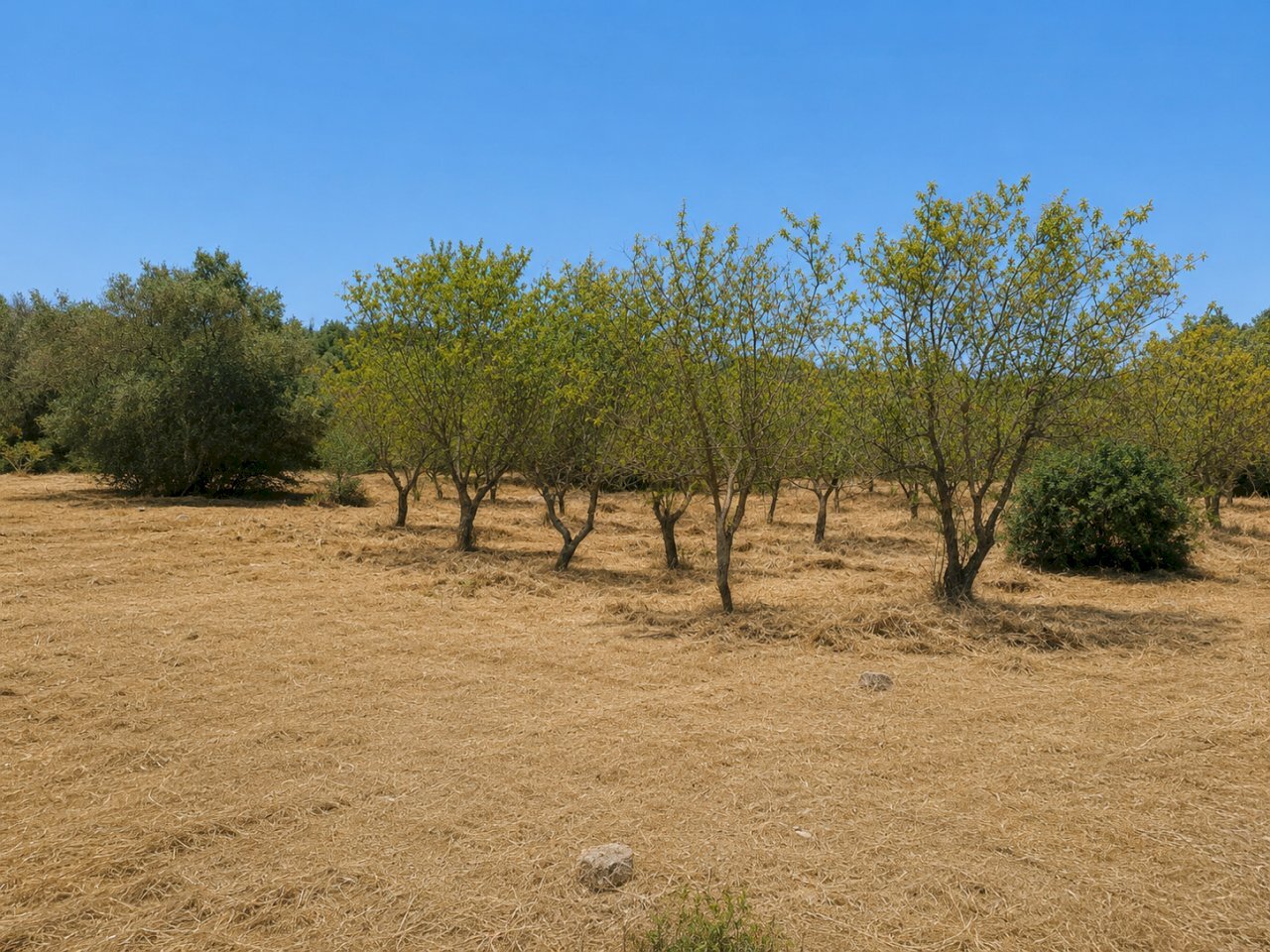 9E422B90-4134-4098-A1BB-F85A397CA537 - Terreno agricolo Contrada San Benedetto, Ostuni - foto 3