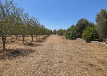 9FFB2D50-90D4-458E-9A3B-E7F36442FE54 - Terreno agricolo Contrada San Benedetto, Ostuni - foto 2