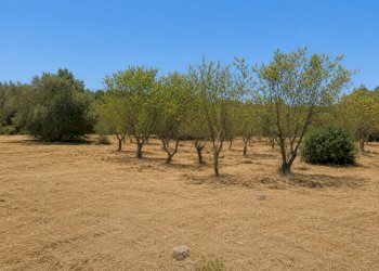 9E422B90-4134-4098-A1BB-F85A397CA537 - Terreno agricolo Contrada San Benedetto, Ostuni - foto 3