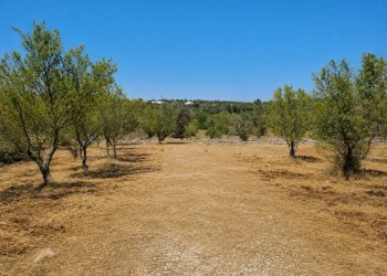 4D06D40A-6F3C-4148-AF8E-8D3BD2A97951 - Terreno agricolo Contrada San Benedetto, Ostuni - foto 4