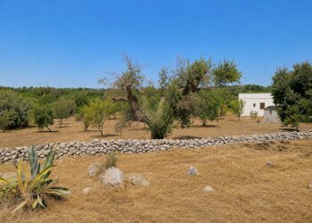 C5424408-FAE4-49FE-85CD-E43FEDE059E1 - Terreno agricolo Contrada San Benedetto, Ostuni - foto 7