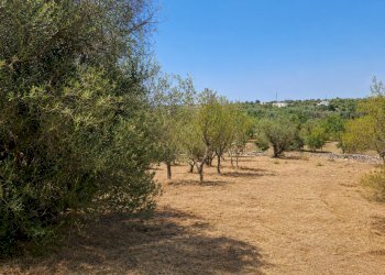 0FBDAB3A-CFA0-4F9A-AEE8-5FF07D555E76 - Terreno agricolo Contrada San Benedetto, Ostuni - foto 10