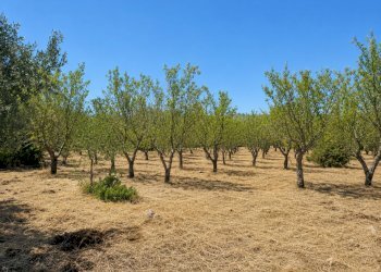 950F1ABE-8607-4EFB-A996-E447CE8DB1D7 - Terreno agricolo Contrada San Benedetto, Ostuni - foto 11