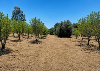 8D1E7B5E-160F-4F32-BC6D-B0F84932C8DE - Terreno agricolo Contrada San Benedetto, Ostuni - foto 12