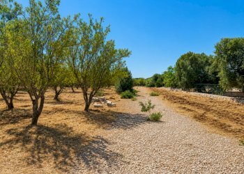 8D1824F3-5DD4-41AE-8CA3-CF6BF2A2EDE5 - Terreno agricolo Contrada San Benedetto, Ostuni - foto 14