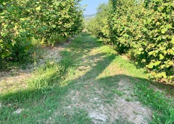 IMG_E8781.JPG - Agricultural land Borgata Pianezzo 102, Dogliani - photo 1