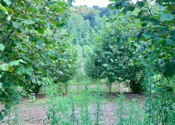 IMG_E8784.JPG - Agricultural land Borgata Pianezzo 102, Dogliani - photo 5