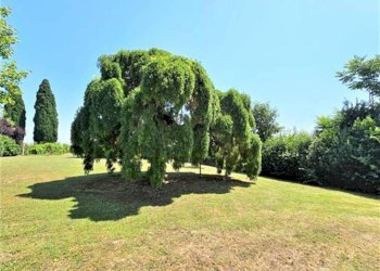 Giardino - Appartamento Via del Pino, 1, Ozzano dell'Emilia - foto 16