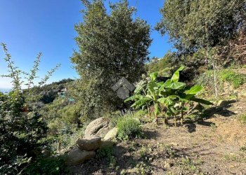 Terreno agricolo Località morghe, Vallebona - foto 4
