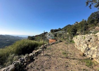 Terreno agricolo Località morghe, Vallebona - foto 5