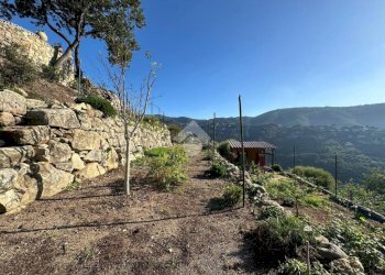 Terreno agricolo Località morghe, Vallebona - foto 6