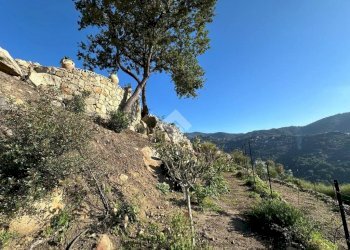 Terreno agricolo Località morghe, Vallebona - foto 10
